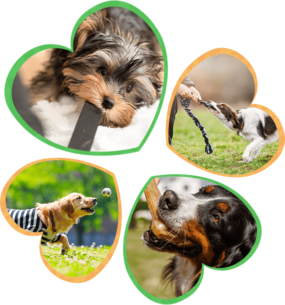 犬の画像